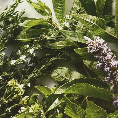 Herb Seeds