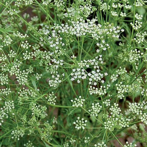 Anise - 250 seeds