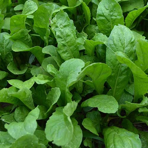 Apollo Arugula - 500 seeds