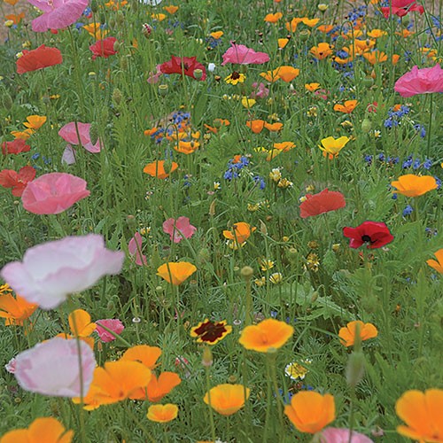 Bee Feed Flower Mix - 1/4 ounce