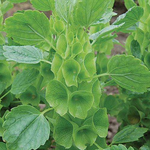 Bells Of Ireland - 250 seeds