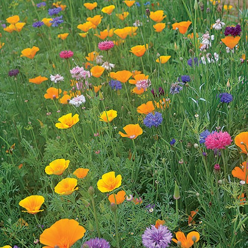 Bird And Butterfly Flower Mix 1/4 ounce