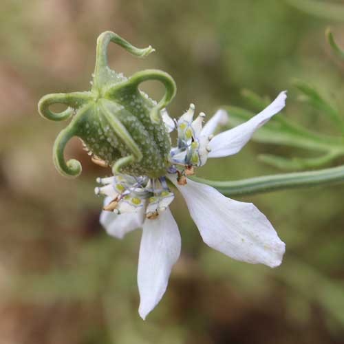 Black Cumin - 250 seeds