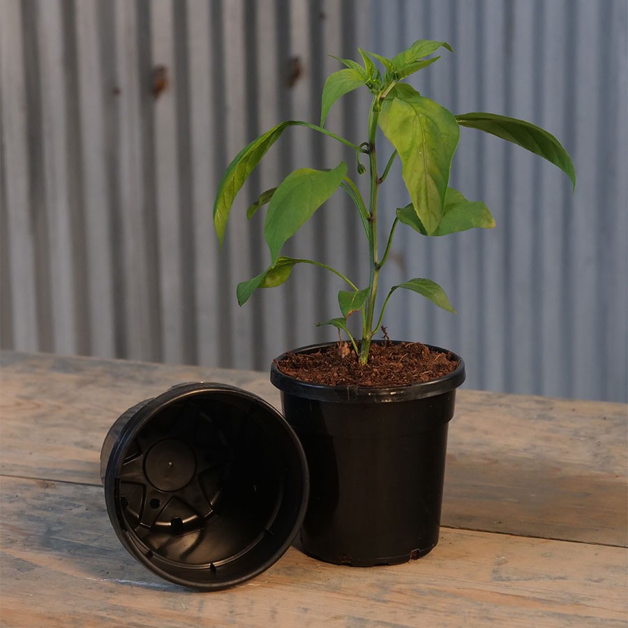Black Nursery Pot-Quarts 12-PK