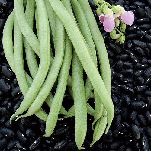 Black Valentine Bean - 50 seeds