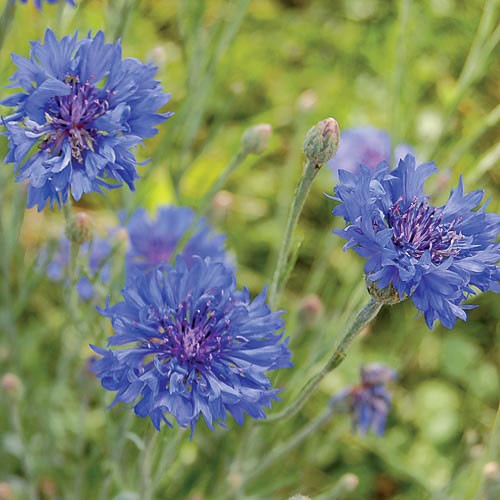 Blue Boy Bachelor's Buttons - 250 seeds