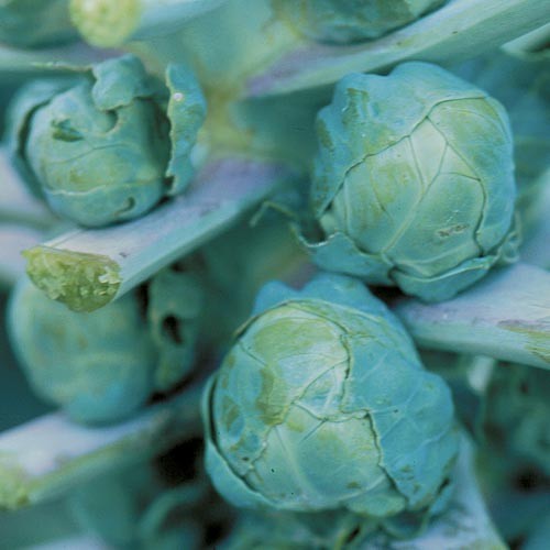 Brussels Sprouts - 100 seeds