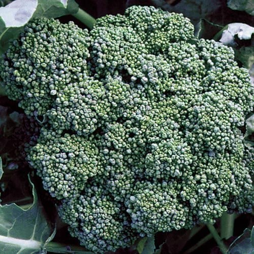 Calabrese Broccoli - 100 seeds
