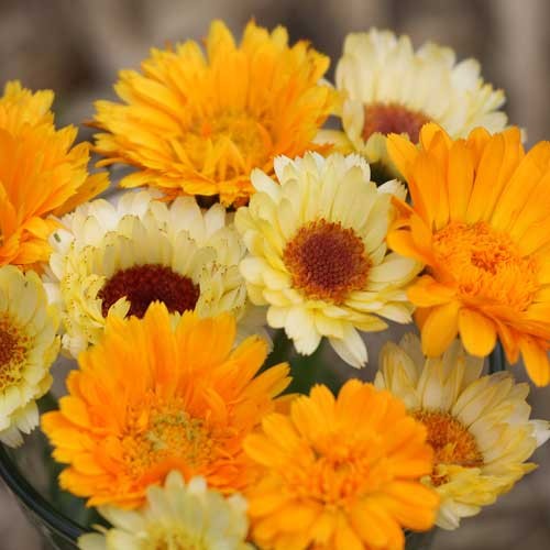 Calendula Mix - 250 seeds