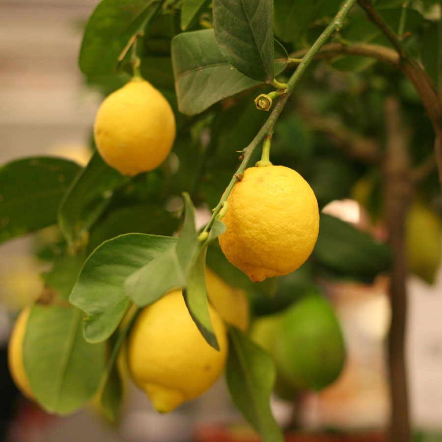 Citrus 'Eureka' Lemon - 100 seeds