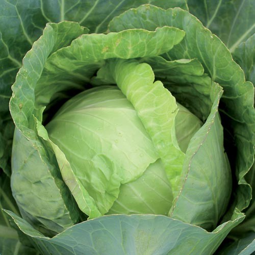 Copenhagen Market Cabbage - 100 seeds