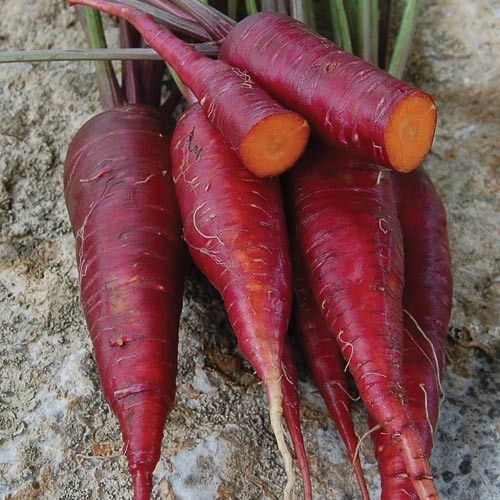 Dragon Carrot - 250 seeds