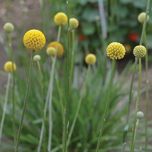 Drumstick Flower - 100 seeds