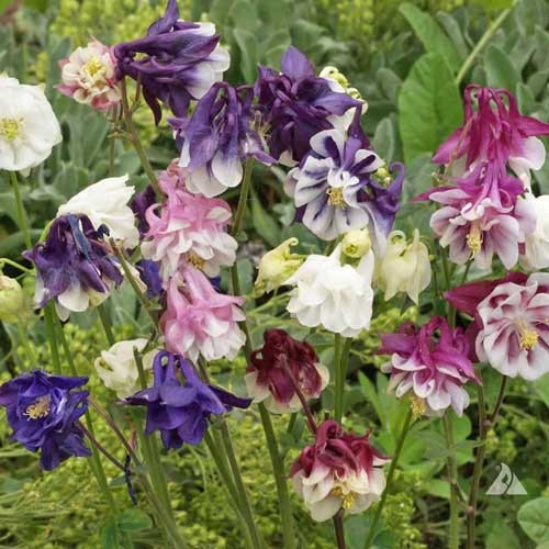 Dwarf Columbine Flower - 200 seeds
