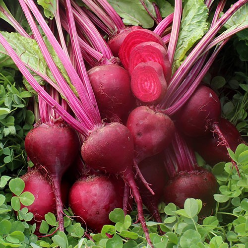 Early Blood Turnip Beet - 100 seeds
