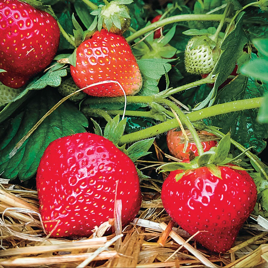 Eclair Strawberry Plants - 50 seeds