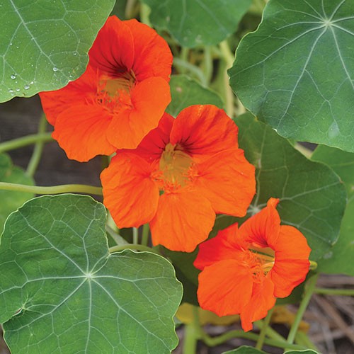Empress Of India Nasturtium - 25 seeds