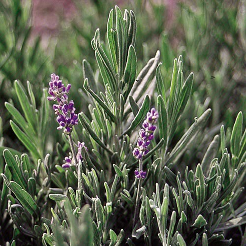 English Lavender - 250 seeds
