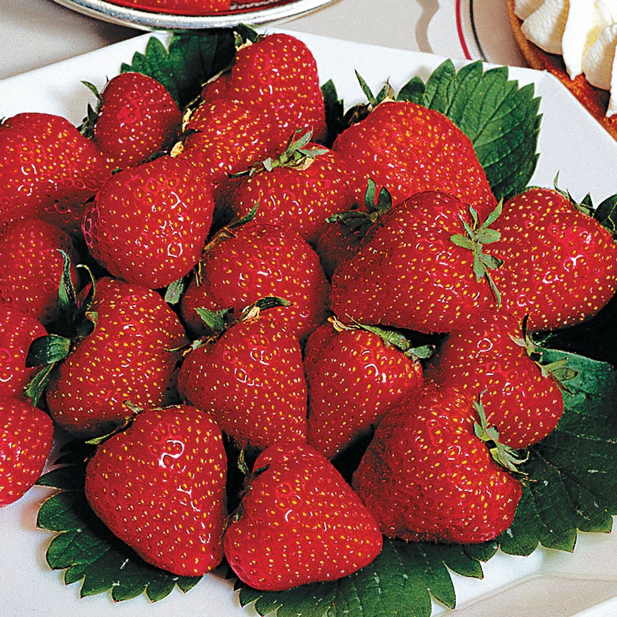 Eversweet Strawberry Plants - 25 seeds