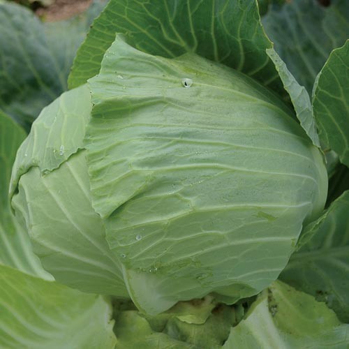 Flat Dutch Cabbage - 100 seeds