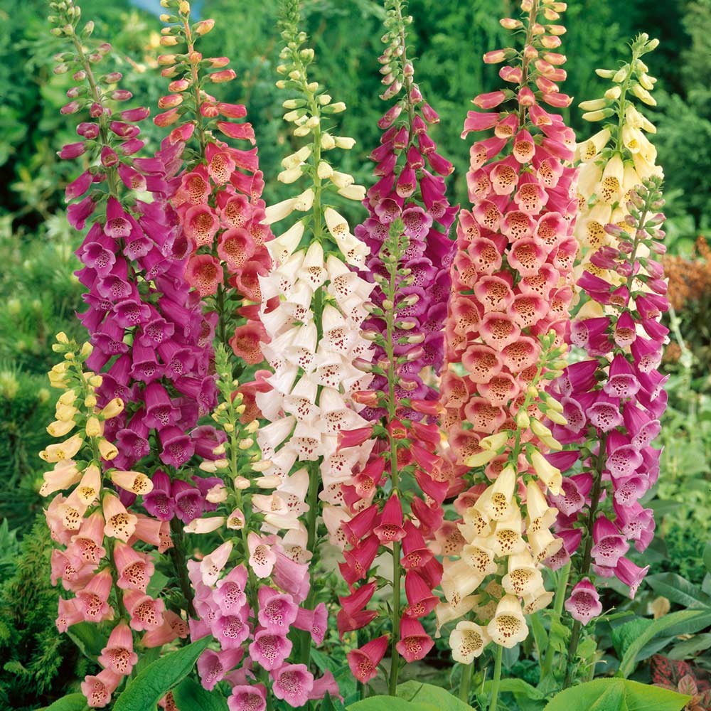 Giant Spotted Foxglove - 250 seeds