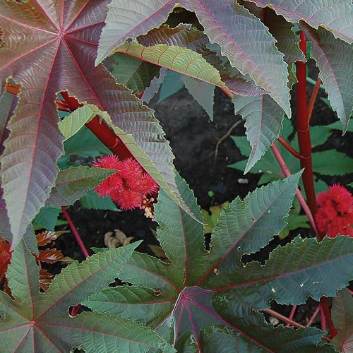 Gibsonii Castor Bean - 50 seeds