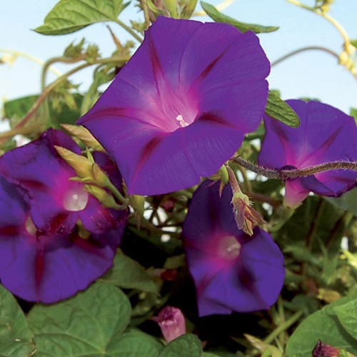 Grandpa Ott's Morning Glory - 300 seeds