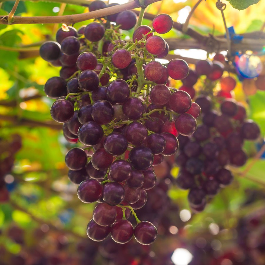 Grape Vitis 'Suffolk Red' - 1 Quart
