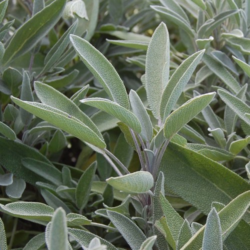 Green Culinary Sage - 250 seeds