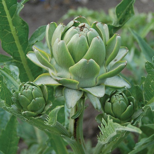 Green Globe Artichoke - 25 seeds