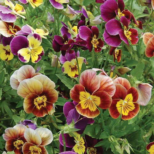 Historic Pansies Mix - 50 seeds