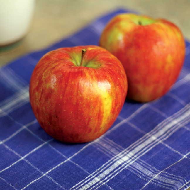 Honeycrisp Apple Tree - 100 seeds