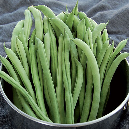 Ideal Market Bean - 50 seeds