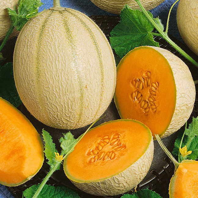 Inspire Hybrid Cantaloupe Seeds - 50 seeds
