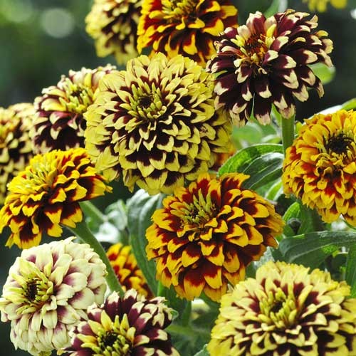Jazzy Mix Zinnia Flower - 500 seeds