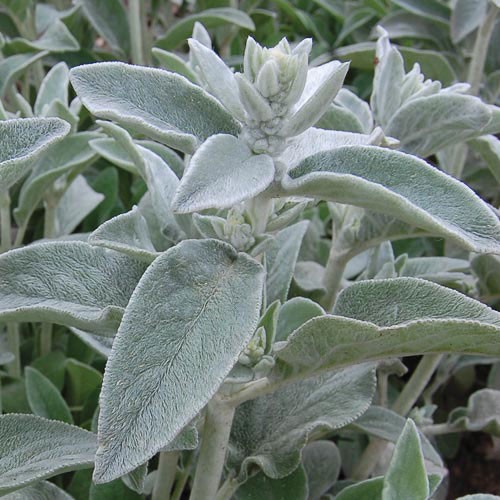 Lamb's Ears - 500 seeds