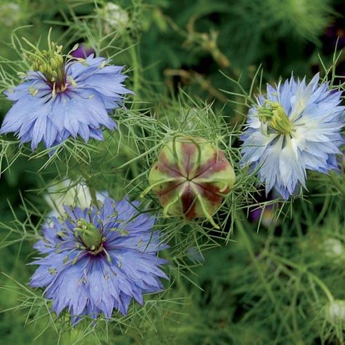 Love-In-A-Mist "Miss Jekyll" - 250 seeds