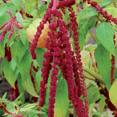 Love-Lies-Bleeding - 500 seeds