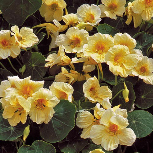 Milkmaid Nasturtium - 150 seeds