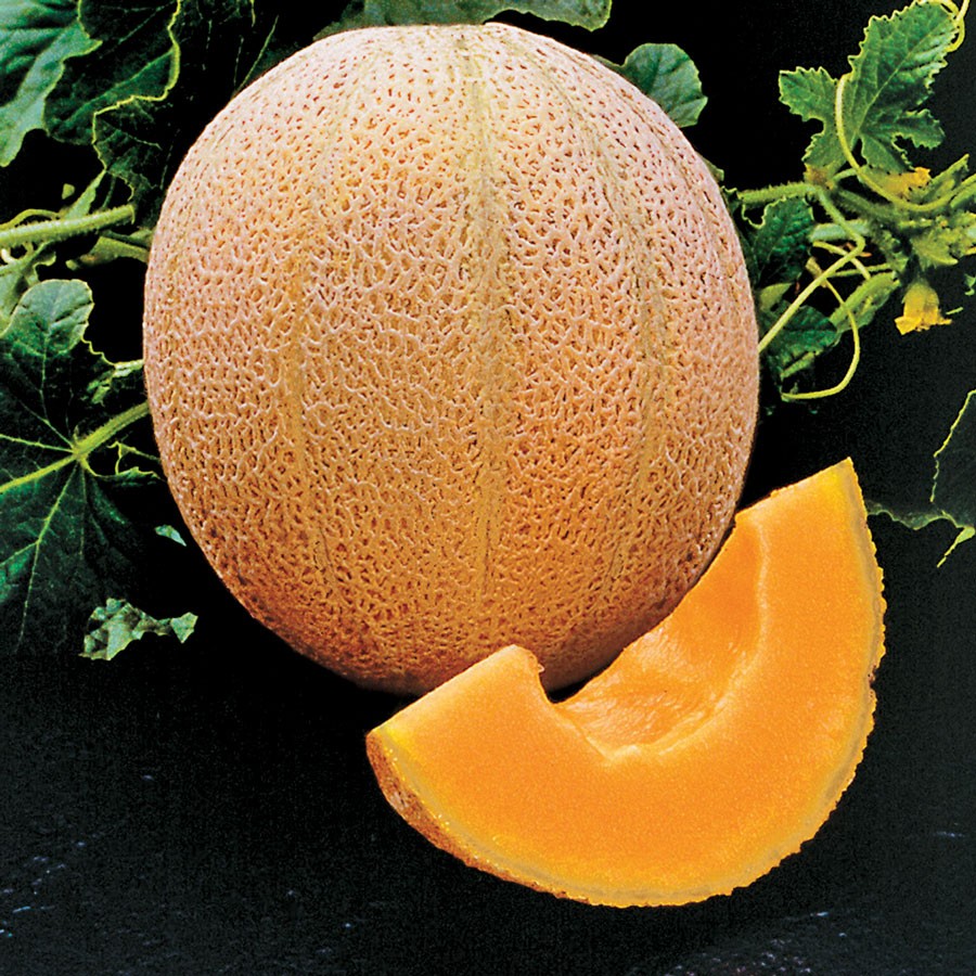 Organic Melon Seeds – 100 seeds