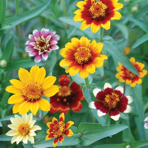 Persian Carpets Zinnia - 200 seeds