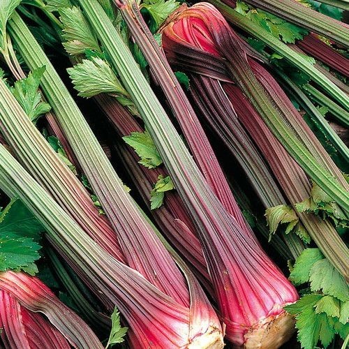 Pink Plume Celery - 500 seeds