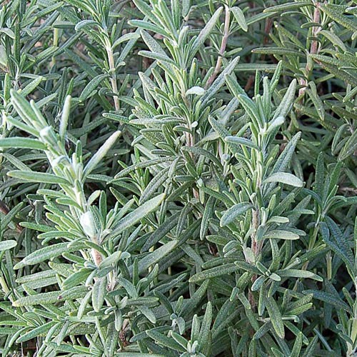 Rosemary -  150 seeds