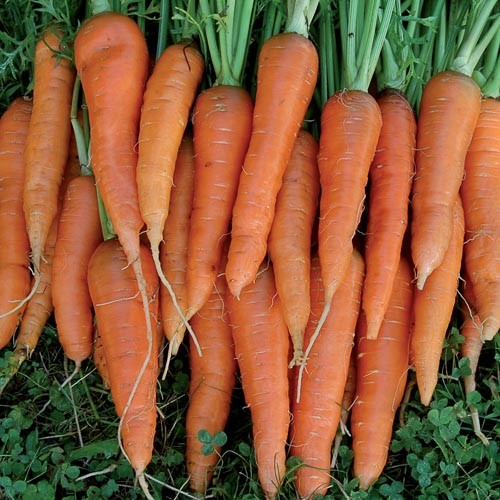 St. Valery Carrot - 250 seeds