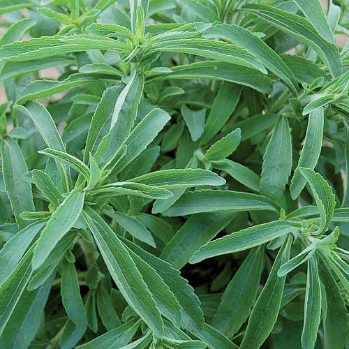 Stevia - 500 seeds
