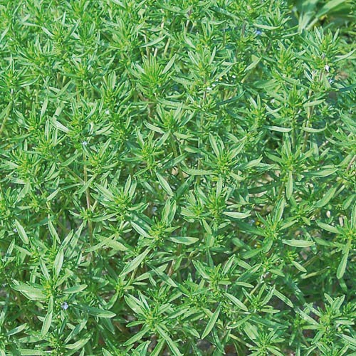 Summer Savory - 250 seeds
