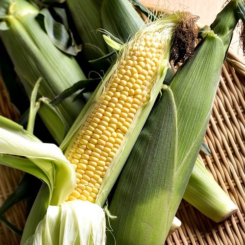 Sweet Corn - 100 seeds