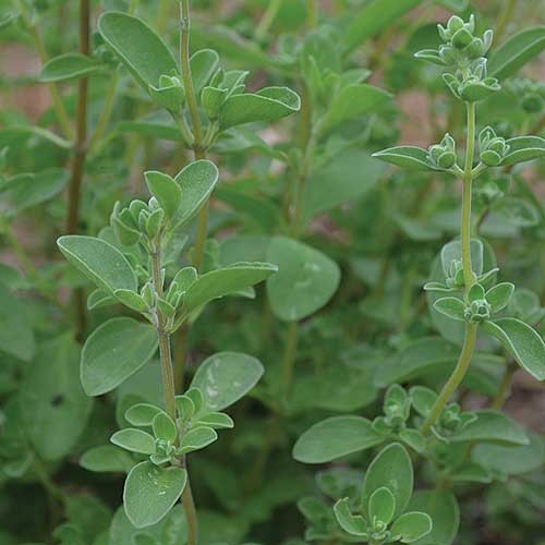 Sweet Marjoram - 250 seeds