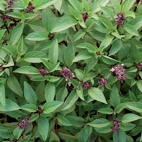 Thai Basil - 250 seeds