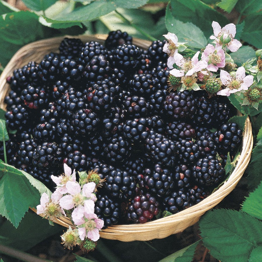 Triple Crown Blackberry Bush - 10 seeds